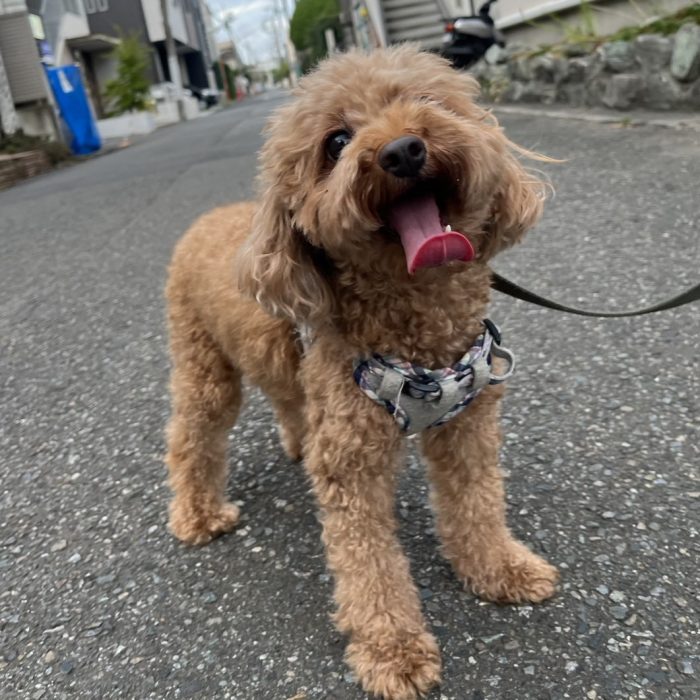 こむぎちゃん・ハナちゃん・寅次郎くん・まりんちゃんのご様子☆【湘南・鵠沼にあるペットホテル 】