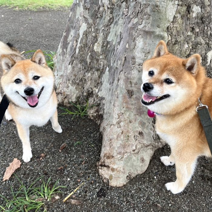 さくらちゃん＆もみじちゃん・ラムくん・さわらくん・おかきちゃん・おこげくんのご様子♪【湘南・鵠沼にあるペットホテル 】