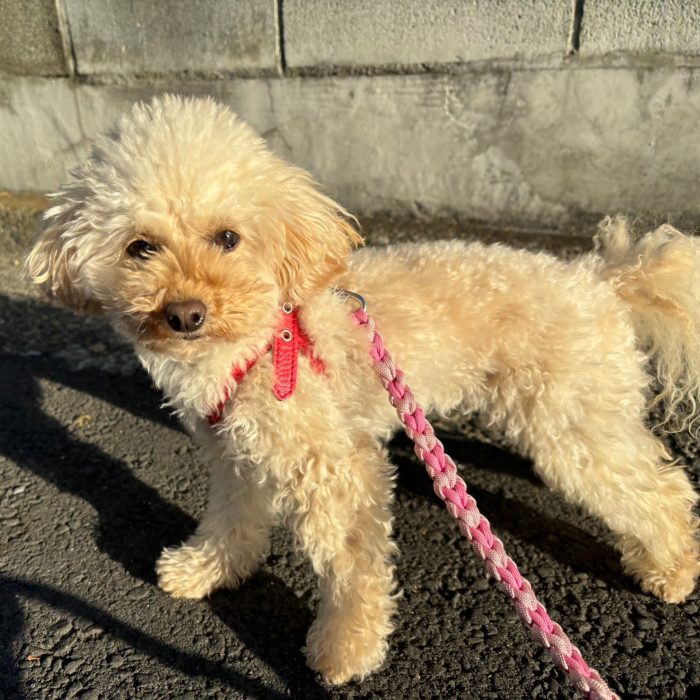 まさこちゃん・ここちゃん・ロッキーくん・モコちゃんのご様子☆【湘南・鵠沼にあるペットホテル 】