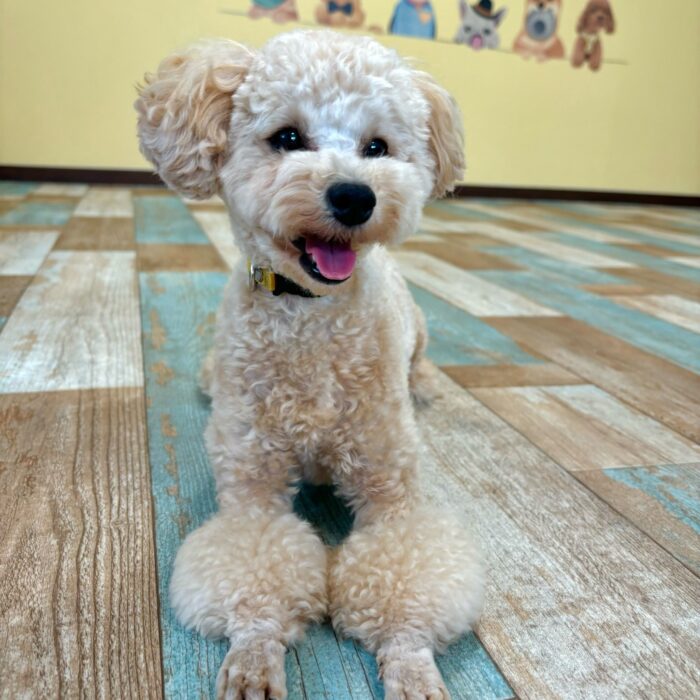 ここちゃん・タマリンドちゃん・ももじろうくん・ころもくんのご様子☆【湘南・鵠沼にあるペットホテル 】