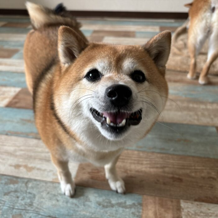 こまちゃん・さくらちゃん＆もみじちゃんのご様子♪【湘南・鵠沼にあるペットホテル 】