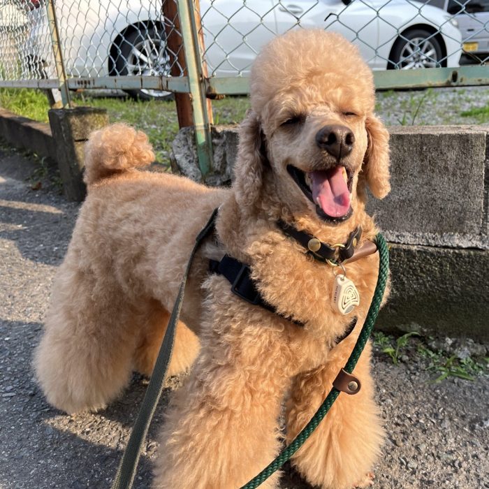 てんてんくん・アダムくん・ニコラくん・さくじろうくん＆ももじろうくんのご様子♪【湘南・鵠沼にあるペットホテル 】