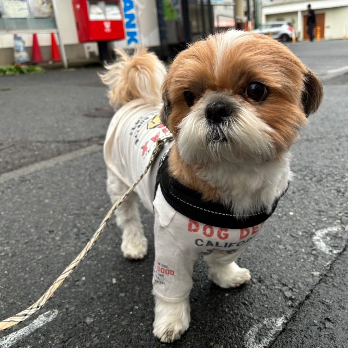 レイリーくん・ソウルくん・ももじろうくん・さくじろうくんのご様子☆【湘南・鵠沼にあるペットホテル 】