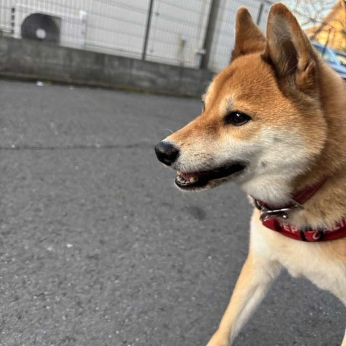 ソウルくん・ころもくん・ぽてとちゃん・れんくん・ライトくんのご様子♪【湘南・鵠沼にあるペットホテル 】