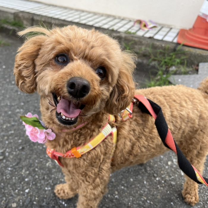 モコちゃん・ピノちゃん・さわらくん・デュークくんのご様子♪【湘南・鵠沼にあるペットホテル 】