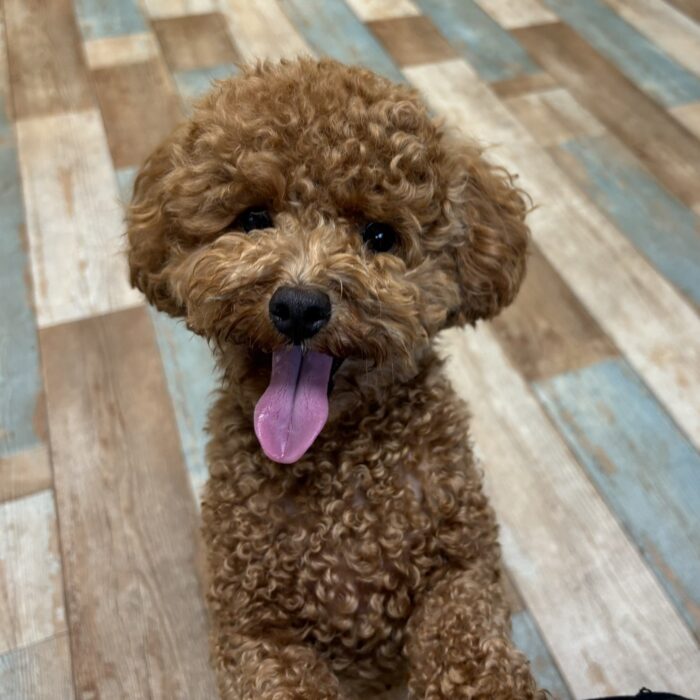 ころもくん・空羽くん・めるちゃん・Mocoちゃん・チャンプくんのご様子♪【湘南・鵠沼にあるペットホテル 】