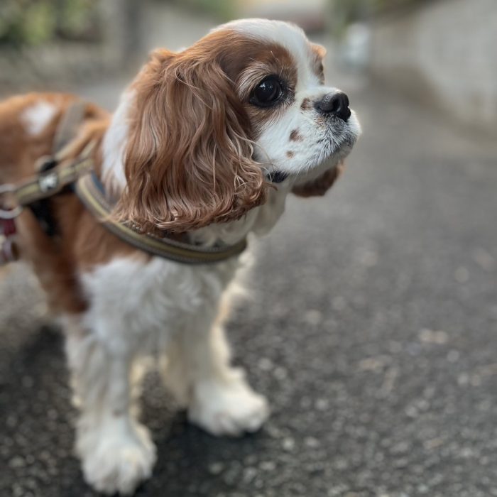 こむぎちゃん・こまりちゃん・ロコちゃん・ラムくんのご様子☆【湘南・鵠沼にあるペットホテル 】