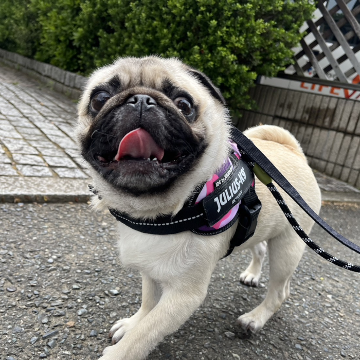 ソウルくん・美宇ちゃん・カインくん・おかきちゃんのご様子☆【湘南・鵠沼にあるペットホテル 】