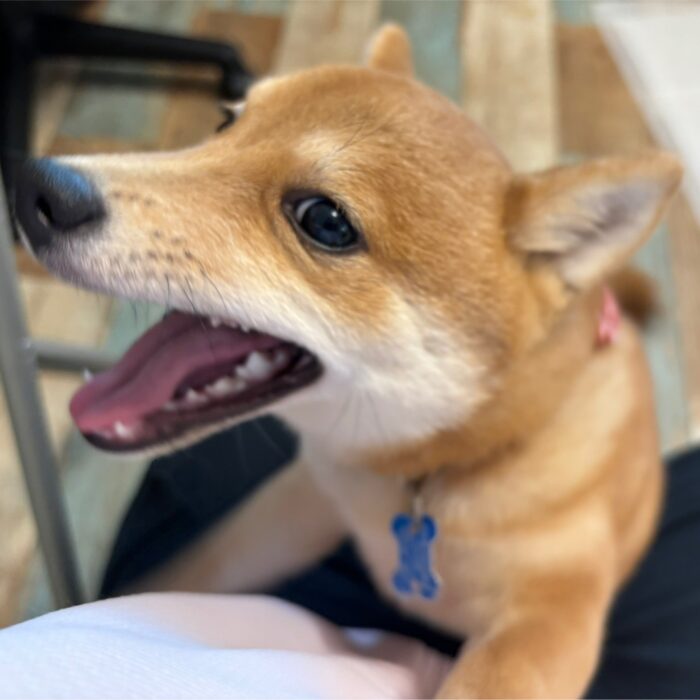 ころもくん・てんちゃん・Mocoちゃん・ももじろうくん・ライチくんのご様子☆【湘南・鵠沼にあるペットホテル 】