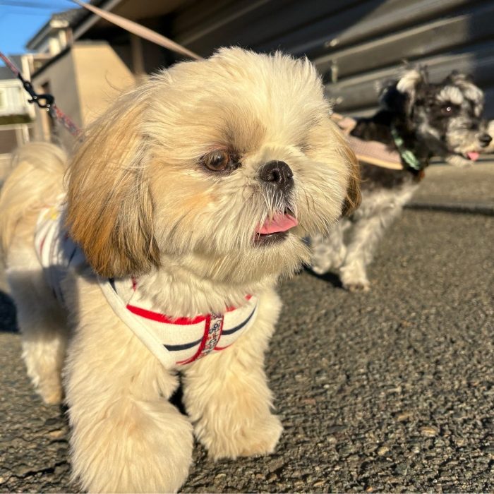 ももじろうくん・ラニィくん＆マーニーちゃん＆ローラちゃんのご様子♪【湘南・鵠沼にあるペットホテル 】