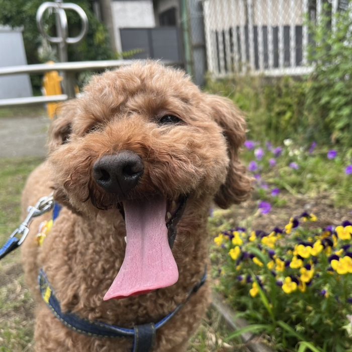 ボンドくん・こまちゃん・ころもくん・ギンジくんのご様子♪【湘南・鵠沼にあるペットホテル 】