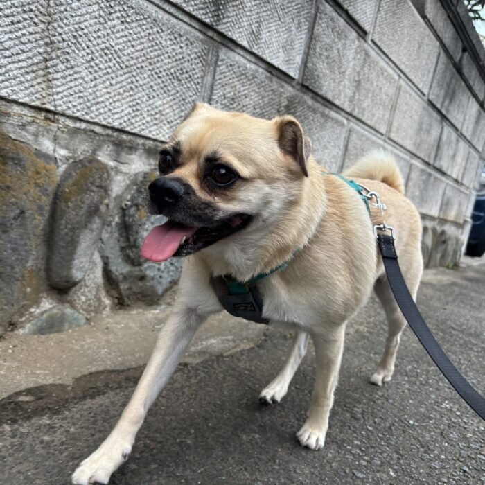 ここちゃん・カインくん・ハリーくん・Mocoちゃんのご様子♪【湘南・鵠沼にあるペットホテル 】