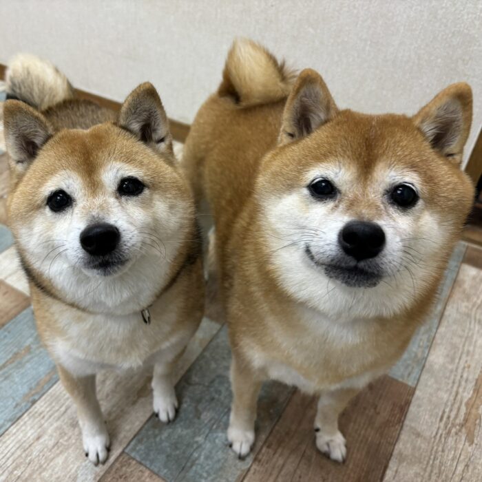 ももじろうくん・くまちゃん・さくら&もみじちゃん・ラニィくん&マーニーちゃん&ローラちゃんのご様子☆【湘南・鵠沼にあるペットホテル 】